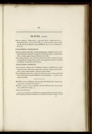 Blatte. Blatta [bis] Phalène. Phalæna.