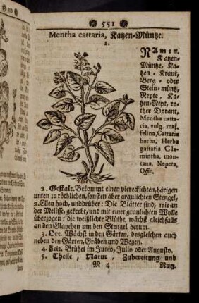 551-562, Mentha cattaria - Meum palustre
