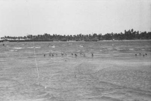 Strandvögel in Kilwa : Strandlandschaft mit Vögeln und Meer