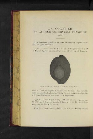 Le Cocotier En Afrique Occidentale Francaise.
