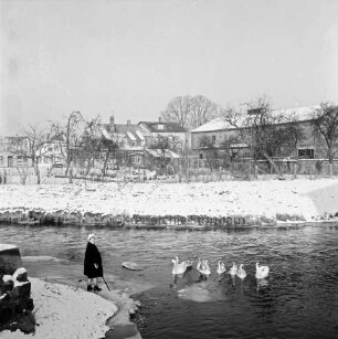 Trave: Beste: Zusammenfluss: links Futterplatz für Wassergeflügel: davor Schwäne im Wasser: links Frau beim Ausstreuen des Futters: hinten Häuser des Heiliggeistviertels: Winter