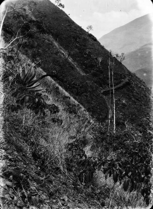 Trockenvegetation im Conzatal : Berghang mit Vegetation
