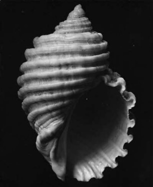 Thais succinta Mar., Australische Meere