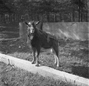 Long Island, Triangle Farm, Ziege