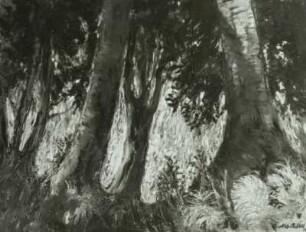 Granitz-Wald auf Rügen