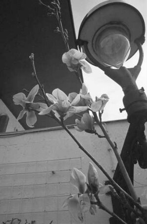 Magnolienblüte