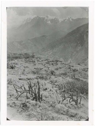 Trockenvegetation bei Kotaña mit dem Illimani im Hintergrund