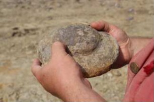 Fossilienfunde an der Baustelle des Erweiterungsbaus des Kreishauses Heidkamp
