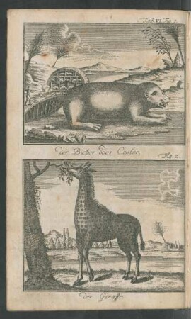 Tab. VI. Fig. 1. der Bieber oder Castor. Fig. 2. der Giraffe