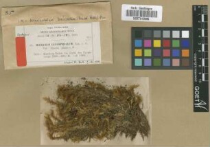 Dicranum leucophyllum Hampe ex Sande Lac. var. M.Fleisch. kurzii[syntype]