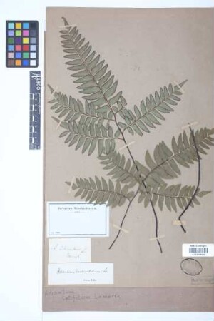 Adiantum latifolium Lam.