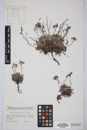 Limonium pectinatum (Ait.) Kuntze var. solandri (Webb & Berth.) Kuntze