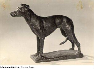Englischer Windhund