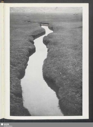Priel in der Wattwiese