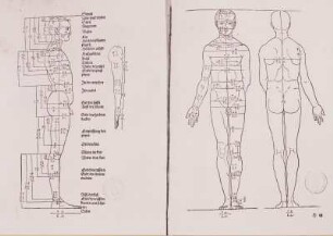 Vier Bücher von menschlicher Proportion.