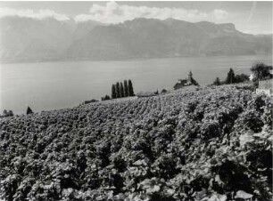 Weinberge in Rivaz bei Vevey