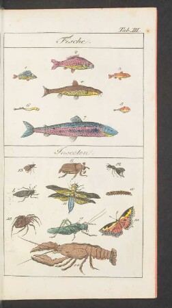 Tafel III. Fische. Insecten.