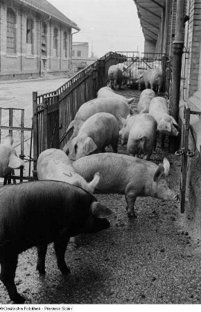 Schweine auf dem Hof eines Schlachthofs