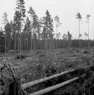 Hahnheide: Staatsforst Trittau: Windbruch: entwurzelte Bäume: hinten vereinzelte Tannen