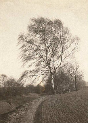 Birke am Feldrand