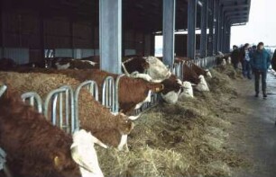 Fotografie: Fressgitter, Offenfrontstall, Futtervorlage, Rindermast