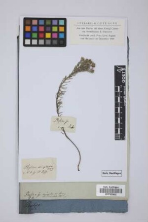 Phylica eriophoros Berg.