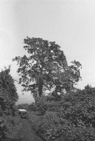 Weg zum Mount Ngorongoro : Landschaft mit einem großen Baum, durch die eine Landstraße führt auf der ein Automobil fährt
