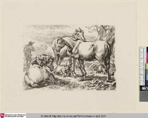 [Pferde und Ziegen auf der Weide; The Set of the Animals, 2 ; Les chevaux]