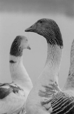 Gänse