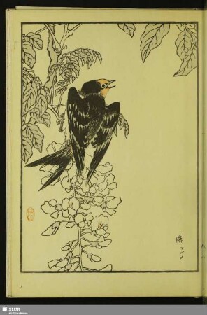 [Rauchschwalbe, Hirundo rustica gutturalis Scop.]