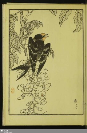 [Rauchschwalbe, Hirundo rustica gutturalis Scop.]
