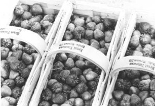 Volle Körbe. Erdbeeren aus Kirchwerder