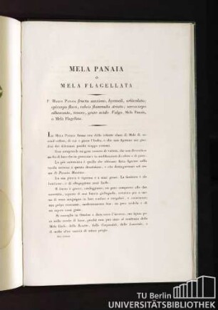 Mela Panaia o Mela Flagellata