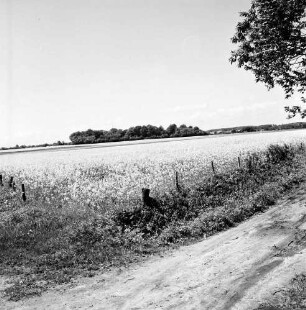 Klein Barnitz: Landwirtschaft: Rapsfeld: hinten Bäume