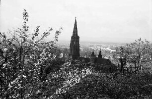Freiburg i. Br.: Blick vom Schloßberg aufs Münster, Vordergrund: Weinberge