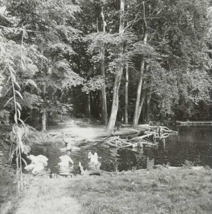 Teichlandschaft mit Wasservögeln