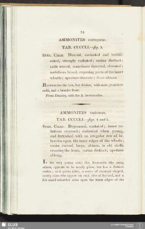 Ammonites varicosus. Tab. CCCCLI. - figs. 4 and 5