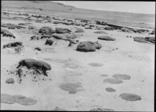 Yareta-Polsterflur in verschiedenen Stadien der Entwicklung am Río Desaguadero bei La Concordia