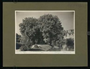 392, Tübingen. Platanenallee. (Nr. 3966).