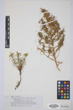 Ononis angustissima Lam. var. ulicina Webb et Berth.