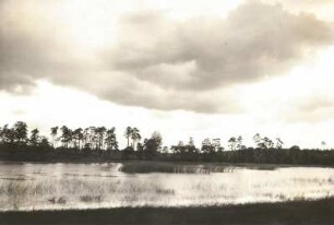 Moritzburger Teichgebiet. Uferlandschaft
