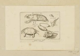 Hummer, Muschel, Muschelschale und Krebs, Blatt 12 der Folge "Fische und andere Meerestiere"
