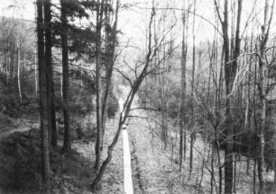 Im Wald : Blick in einen Wald