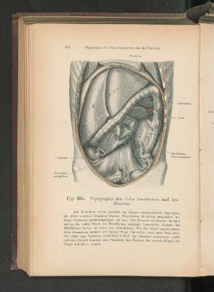 Fig. 334. Topographie des Colon transversum und des Pankreas.