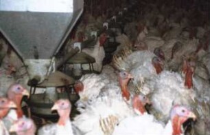 Puten in Bodenhaltung