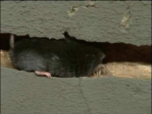 Biology of the European Mole (Talpa europaea)