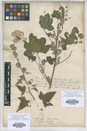 Malva