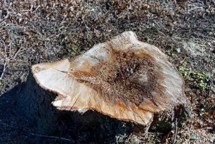 Allee: vierreihige Lindenallee: Detailaufnahme: Baumstumpf, Schnittfläche nach Fällung: 13. März 2003