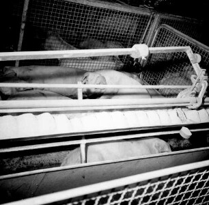 Schweinefütterung automatische Fütterung System Eichholz