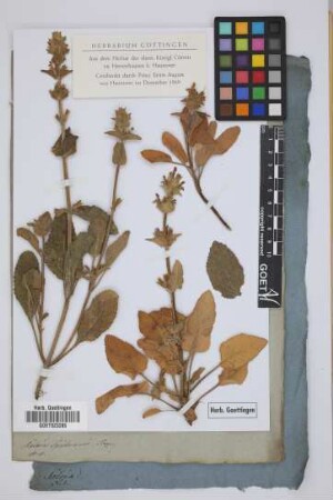 Salvia Spielmanni Scop.